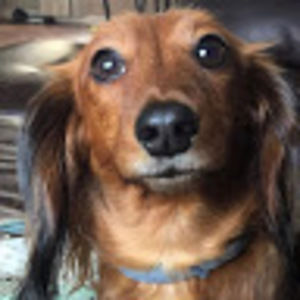 Meet your Posher, Annie